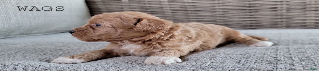 WAGS
