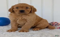 Golden Retriever dogs for sale: Hunter - Image 6