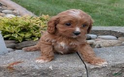 Cavapoo dogs for sale: Rosie - Image 6
