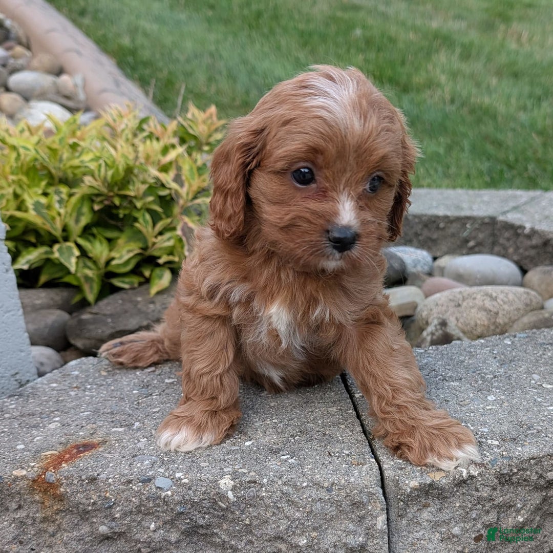 Cavapoo dogs for sale: Rosie - Image 6
