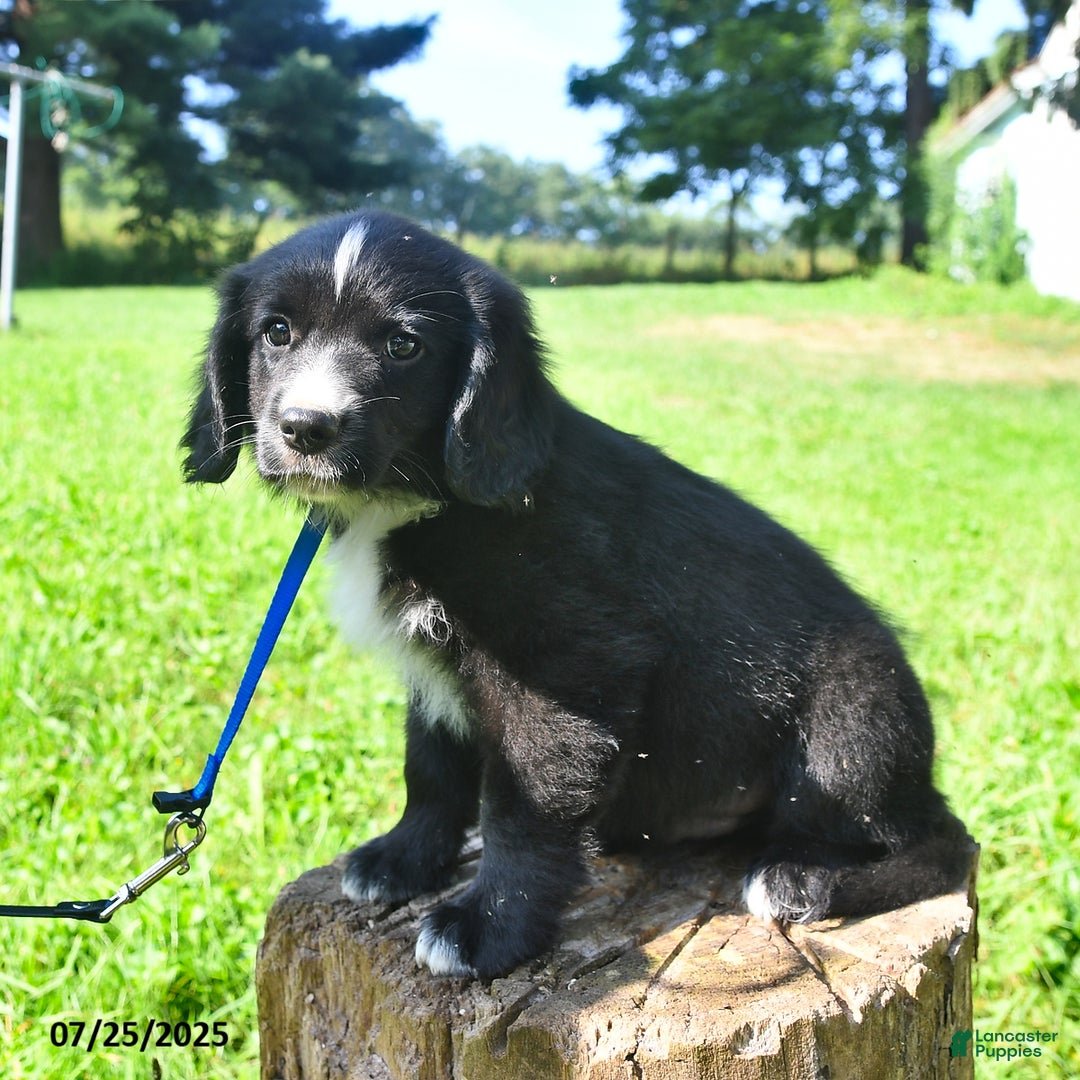 Golden Retriever dogs for sale: Toby - Image 5