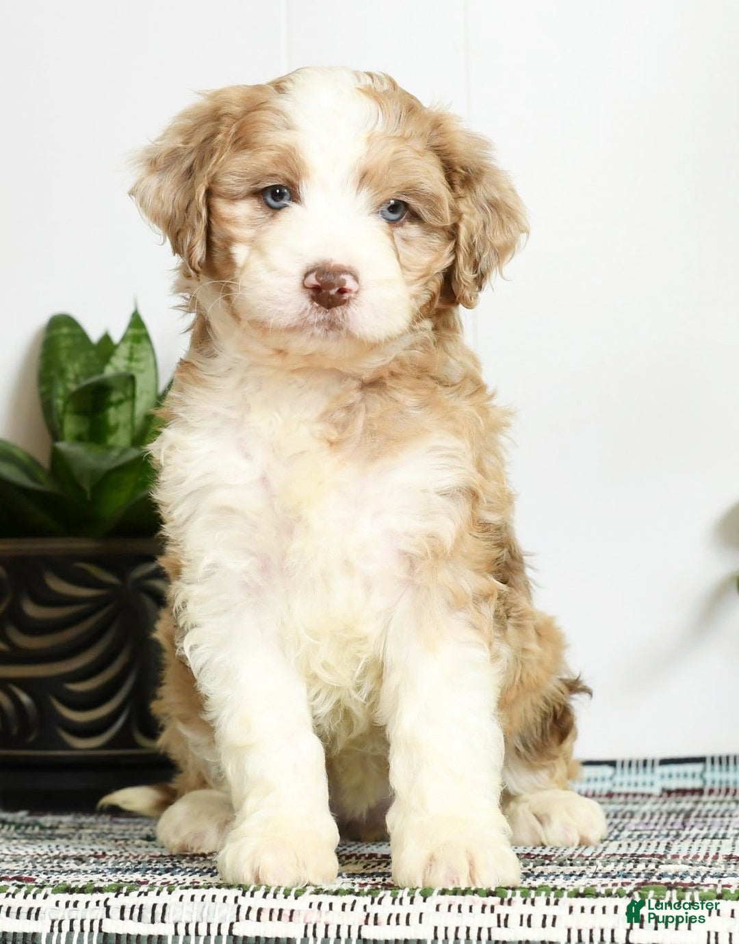 Aussiedoodle dogs for sale: Trixy - Image 4