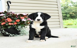 Bernese Mountain Dog dogs for sale: Piper - Image 2