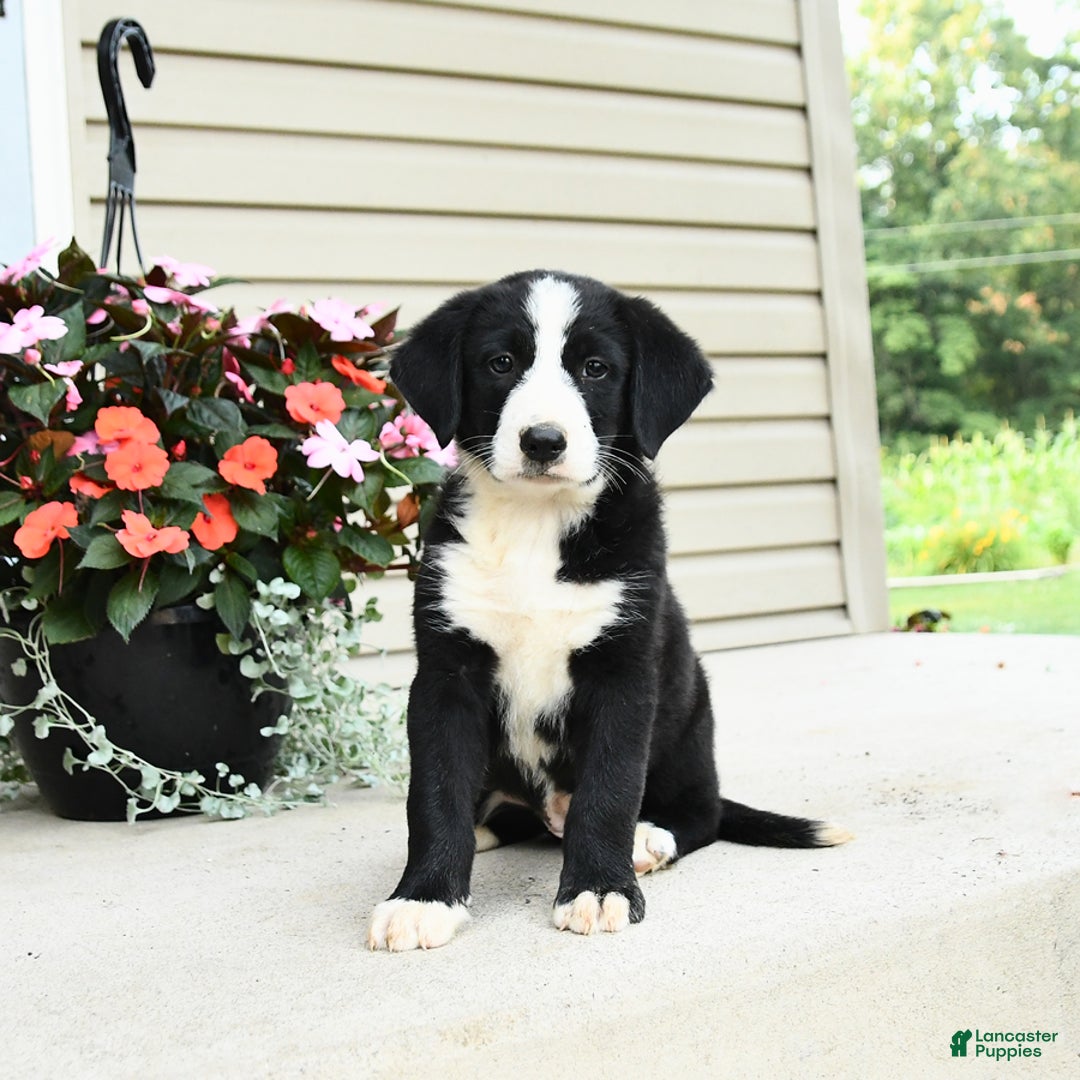 Bernese Mountain Dog dogs for sale: Piper - Image 2