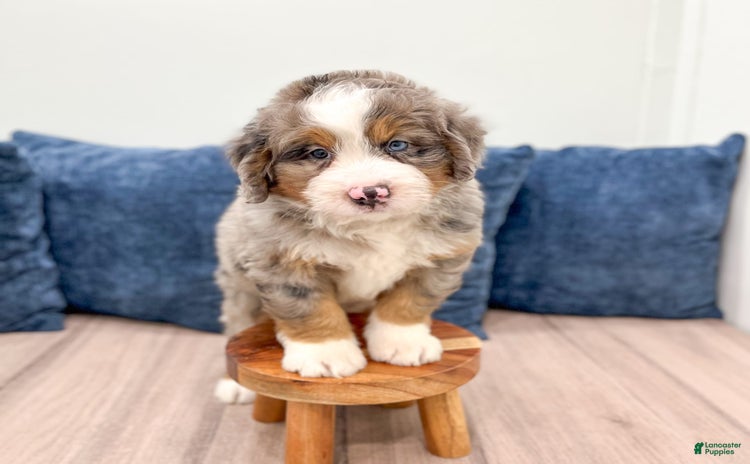 Mini Bernedoodle dogs for sale - Ad 2