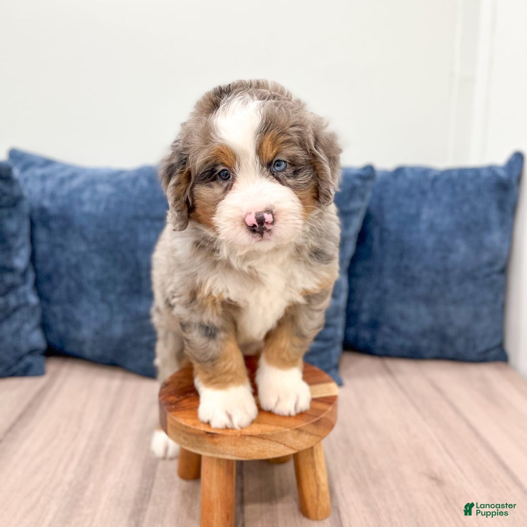Mini Bernedoodle dogs for sale: Henry - Image 1