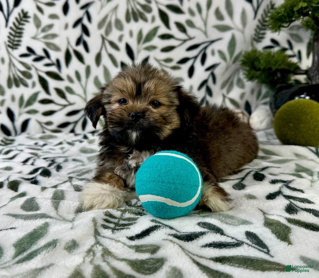 Shorkie dogs for sale: Sammy J - Image 3