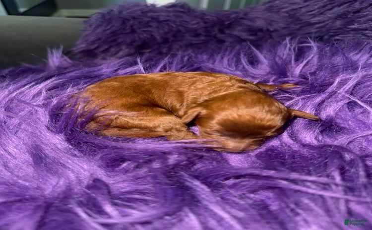 Cavapoo dogs for sale - Ad 2