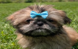 Shih Tzu dogs for sale: Cinnamon Toast Crunch - Image 8
