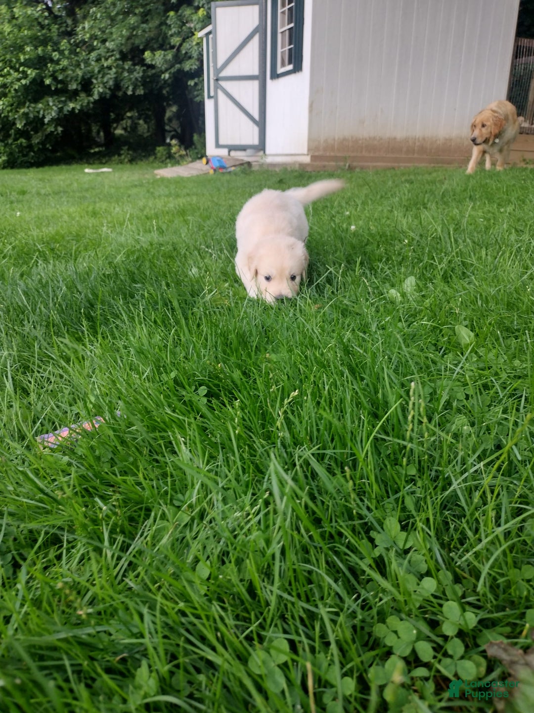 Golden Retriever dogs for sale: Peter - Image 10