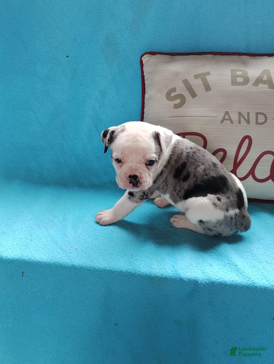 Olde English Bulldogge dogs for sale: Beauty - Image 3