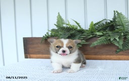 Welsh Corgi Pembroke dogs for sale: Marshall - Image 1