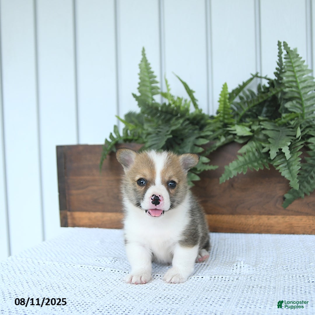 Welsh Corgi Pembroke dogs for sale: Marshall - Image 1