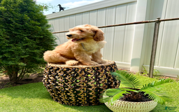 Goldendoodle dogs for sale: Moana - Image 2