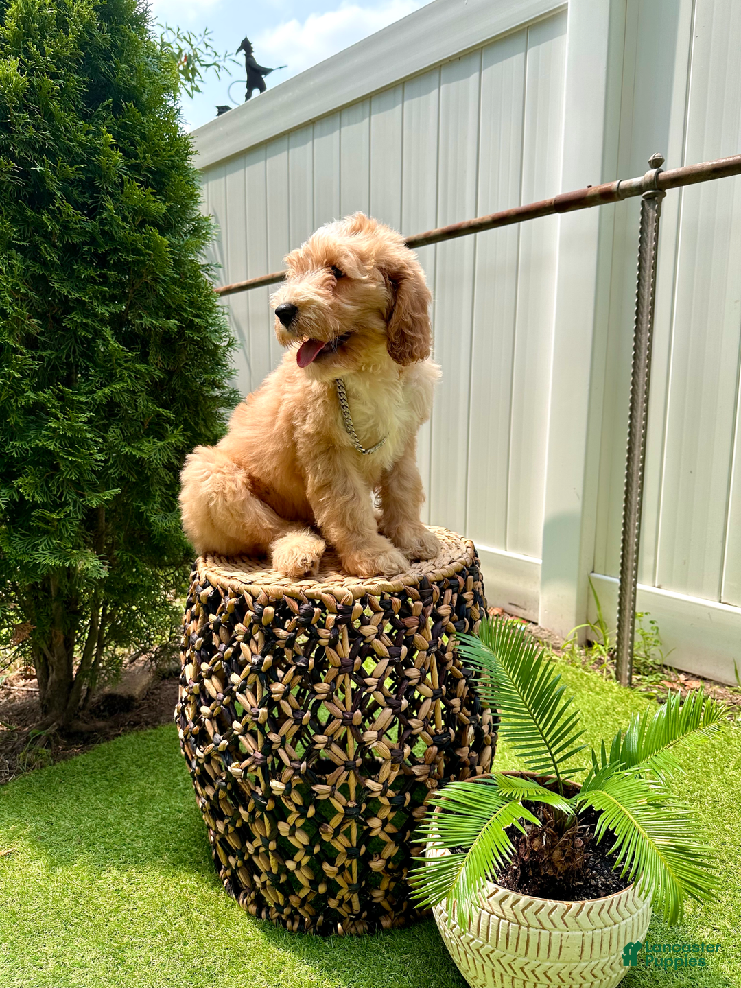 Goldendoodle dogs for sale: Moana - Image 2