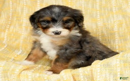 Bernedoodle dogs for sale: Stella - Image 6