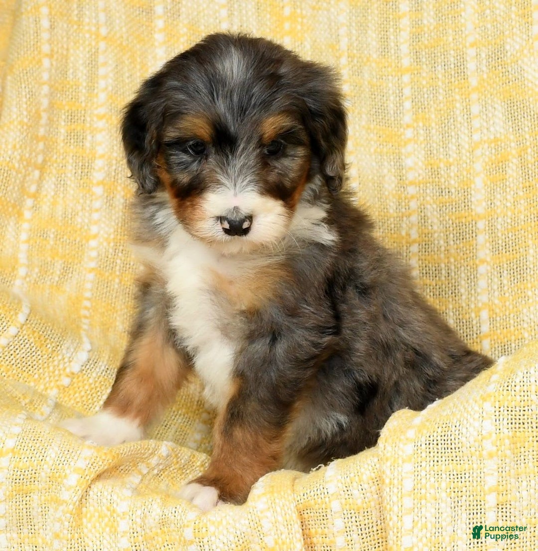 Bernedoodle dogs for sale: Stella - Image 6