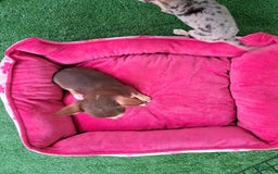 Chihuahua dogs for sale: Toy Bella - Image 3