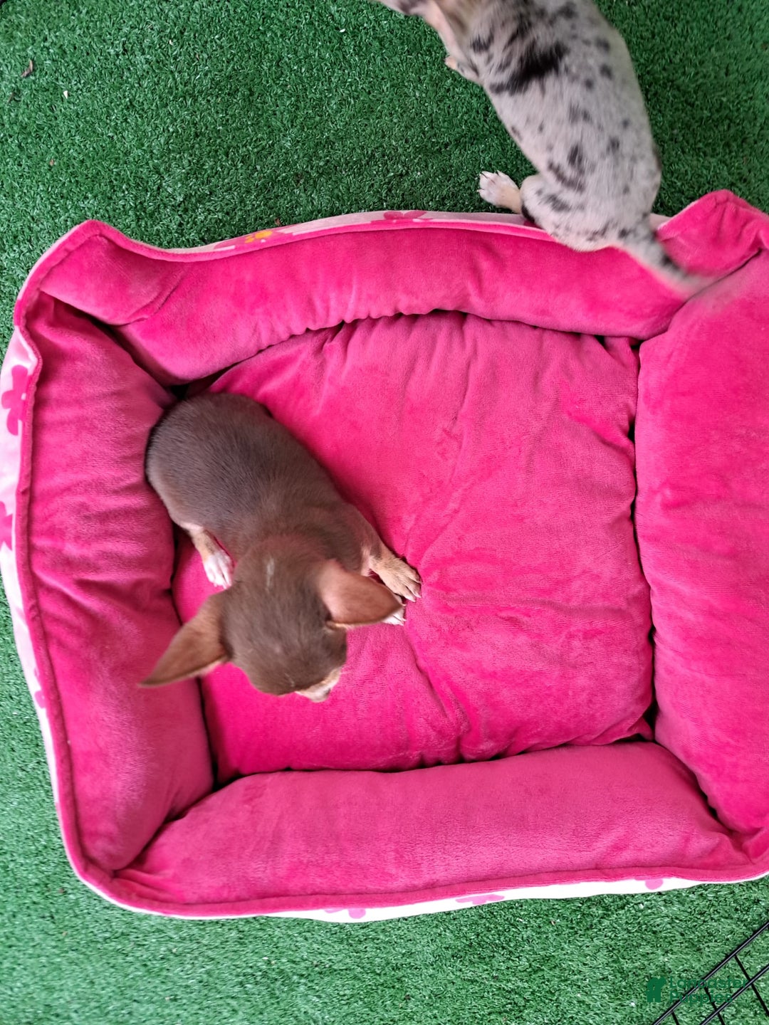 Chihuahua dogs for sale: Toy Bella - Image 3
