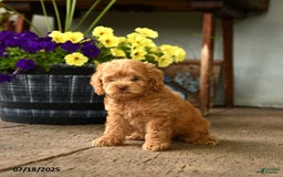 Cockapoo dogs for sale: Cockapoo 9 puppies - Image 12