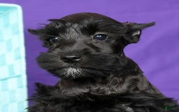 Miniature Schnauzer dogs for sale: Blaze - Image 6
