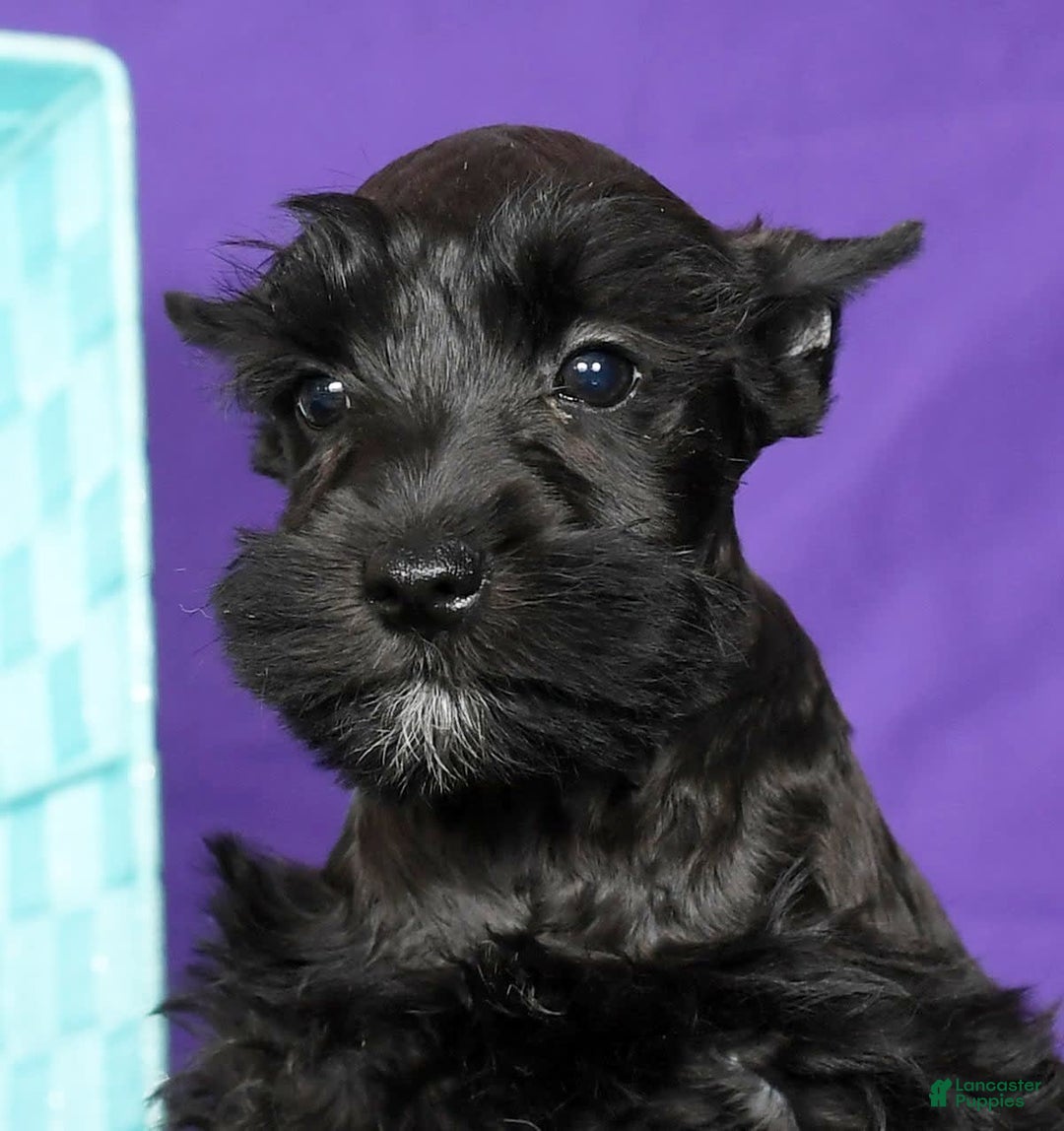 Miniature Schnauzer dogs for sale: Blaze - Image 6