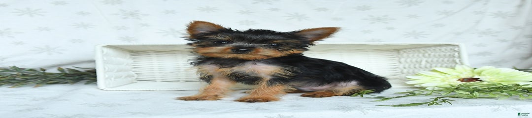 Skippy