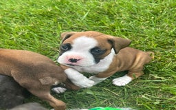 Boxer dogs for sale: Purple - Image 2