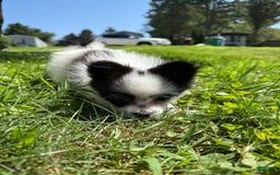 Papillon dogs for sale: Daisy - Image 4