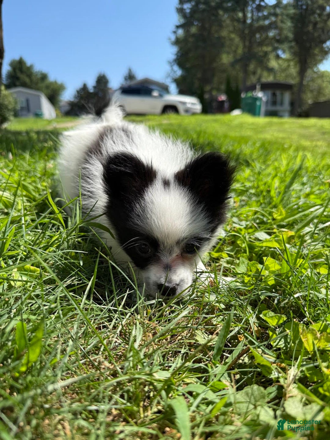 Papillon dogs for sale: Daisy - Image 4