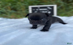 French Bulldog dogs for sale: Eric Bass - Image 2