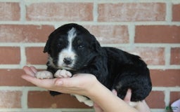 Bernedoodle dogs for sale: Sissy - Image 6