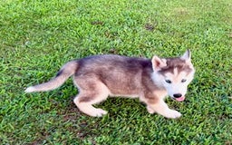 Siberian Husky dogs for sale: Toronto - Image 3