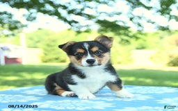 Welsh Corgi Pembroke dogs for sale: Mark - Image 4