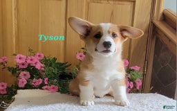 Welsh Corgi Pembroke dogs for sale: Tyson - Image 3
