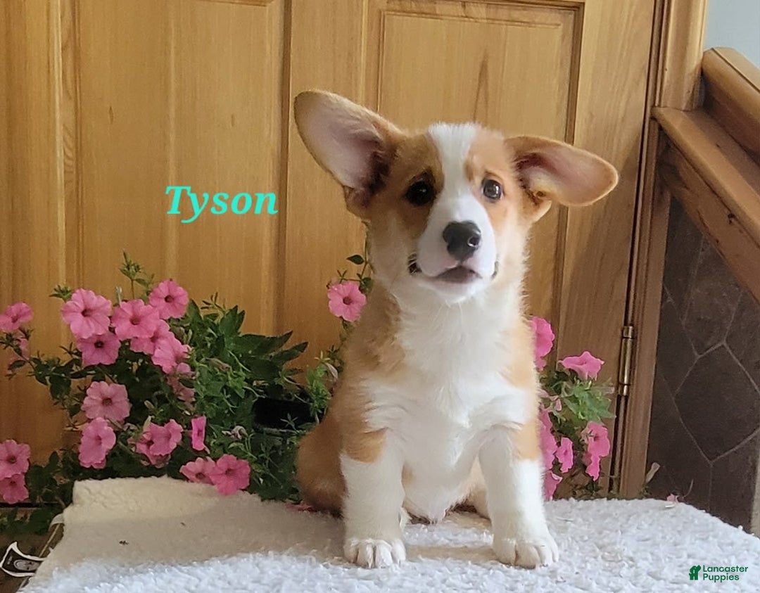 Welsh Corgi Pembroke dogs for sale: Tyson - Image 3