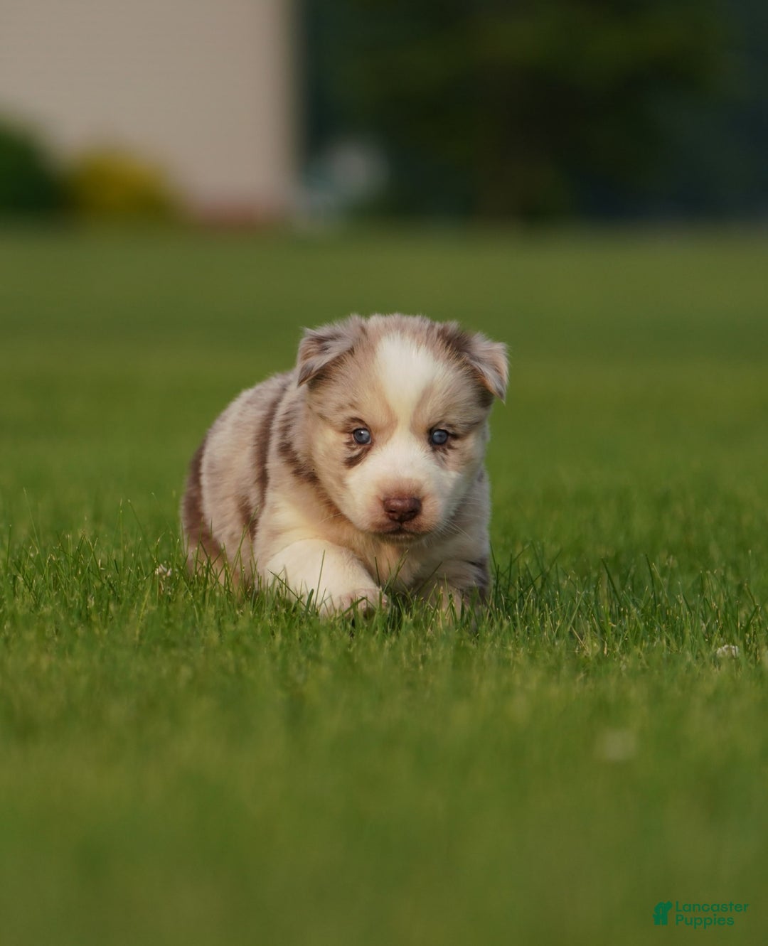 Gerberian Shepsky dogs for sale: Lawson - Image 11
