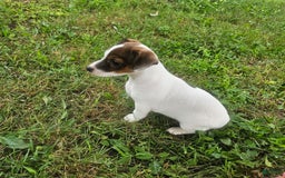 Jack Russell Terrier dogs for sale: Jack Russell Terrier 3 puppies - Image 5