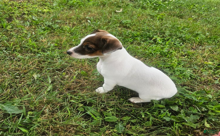 Jack Russell Terrier dogs for sale - Ad 2