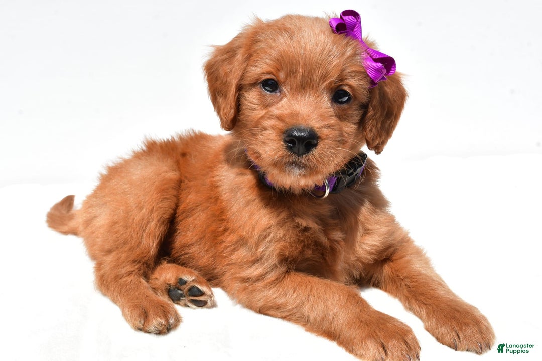 Mini Goldendoodle dogs for sale: Tiny - Image 7