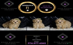 Maltipoo dogs for sale: Donut - Image 5