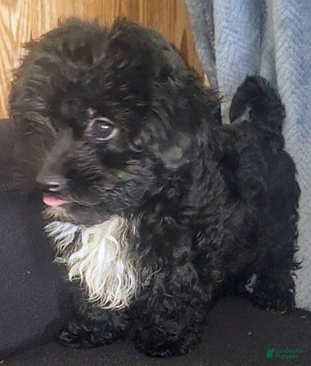 Yorkiepoo dogs for sale: Laverne - Image 2
