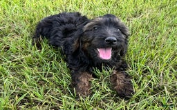 Goldendoodle dogs for sale: Lilly - Image 4