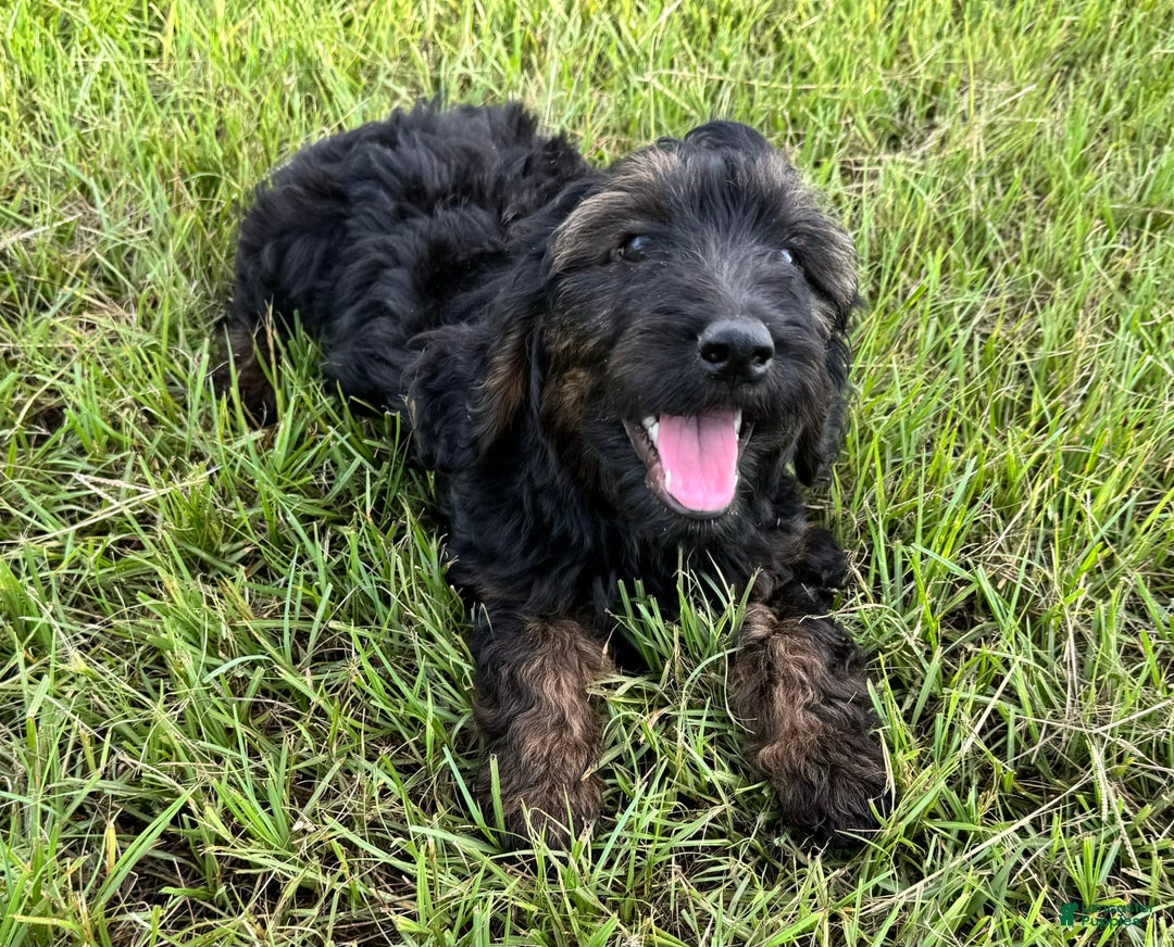 Goldendoodle dogs for sale: Lilly - Image 4