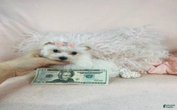 Maltese dogs for sale: Marla - Image 2