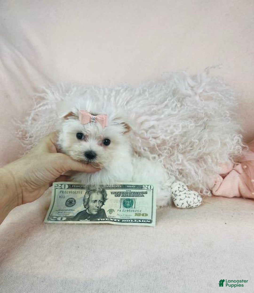 Maltese dogs for sale: Marla - Image 2