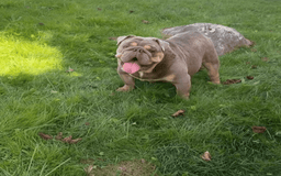English Bulldog dogs for sale: Pablo - Image 3