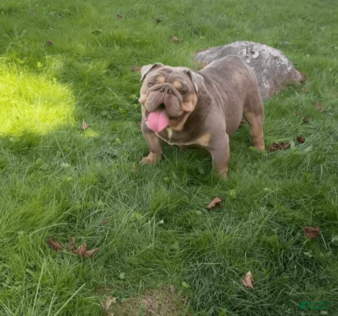 English Bulldog dogs for sale: Pablo - Image 3