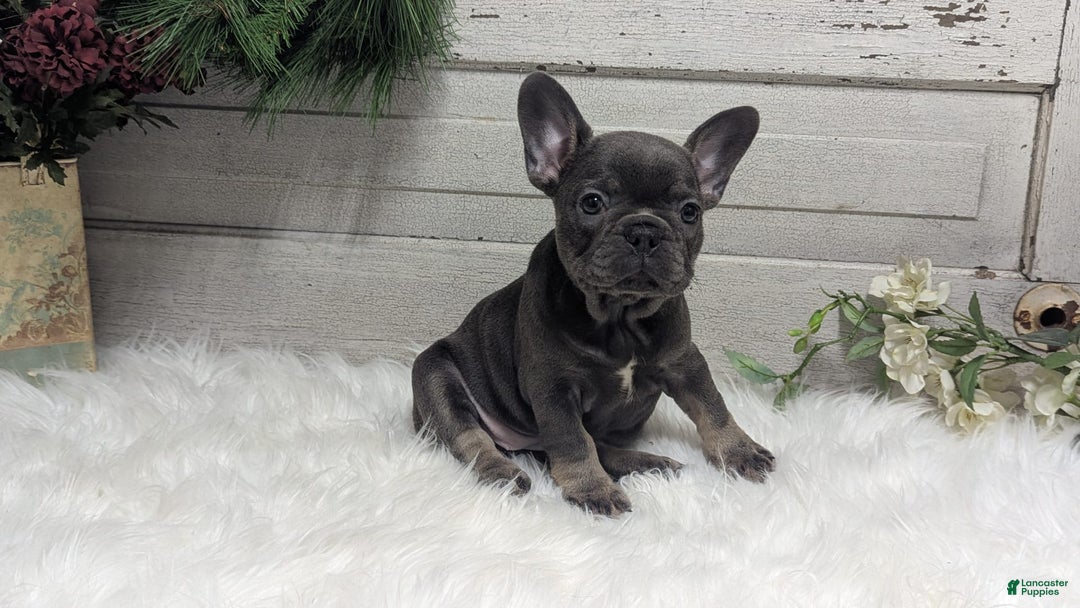 French Bulldog dogs for sale: Kandi - Image 2