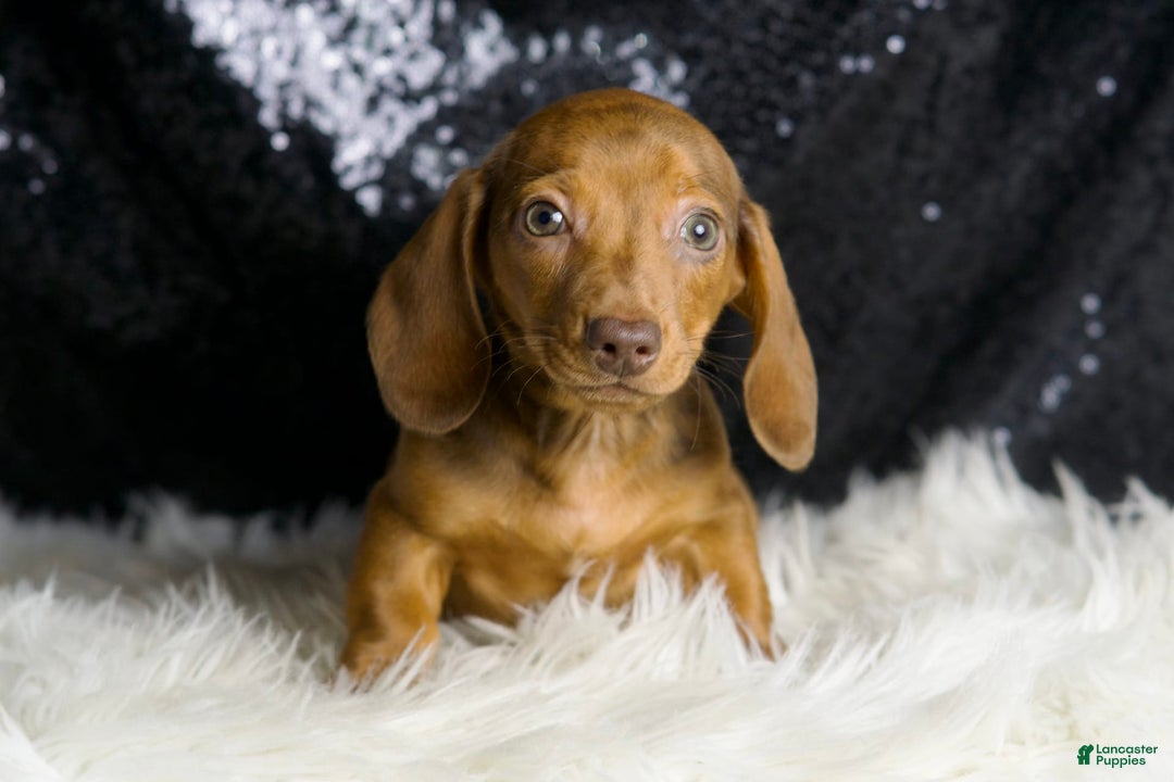 Miniature Dachshund dogs for sale: Stretch - Image 2